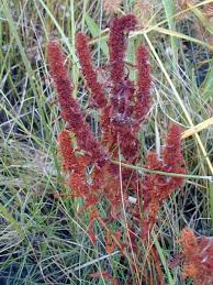Attēlu rezultāti vaicājumam “Rumex maritimus fruit”