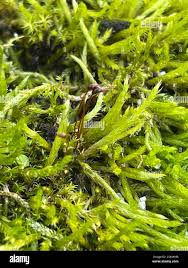 Attēlu rezultāti vaicājumam “Brachythecium albicans”