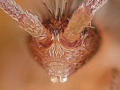 Attēlu rezultāti vaicājumam “Heteromurus nitidus”