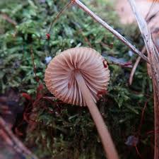 Attēlu rezultāti vaicājumam “Mycena rosella”