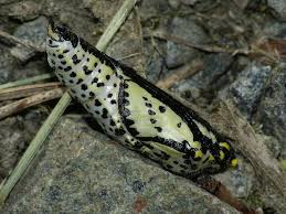 Attēlu rezultāti vaicājumam “Aporia crataegi pupa”