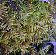 Attēlu rezultāti vaicājumam “Abietinella abietina”