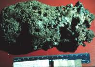 Attēlu rezultāti vaicājumam “Spongia”