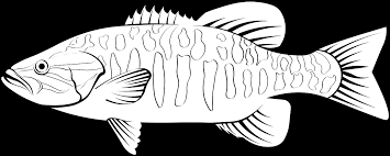 Image result for Micropterus dolomieu