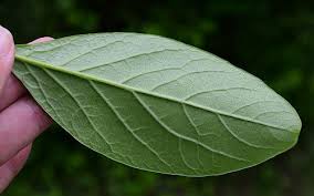 Attēlu rezultāti vaicājumam “Chionanthus virginicus leaf”