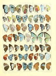 Attēlu rezultāti vaicājumam “Theclinae”