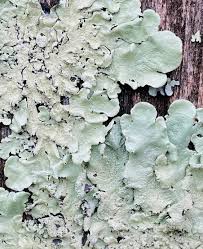 Attēlu rezultāti vaicājumam “Flavoparmelia caperata”