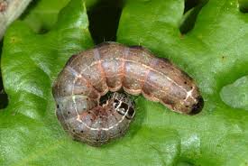 Attēlu rezultāti vaicājumam “Orthosia cruda”