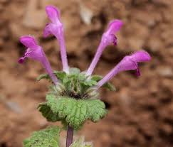 Attēlu rezultāti vaicājumam “Lamium amplexicaule”