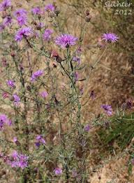 Attēlu rezultāti vaicājumam “Centaurea stoebe”