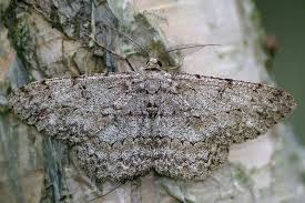 Attēlu rezultāti vaicājumam “Hypomecis roboraria”