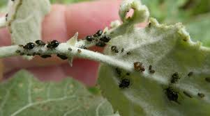 Attēlu rezultāti vaicājumam “Chaitophorus populeti”