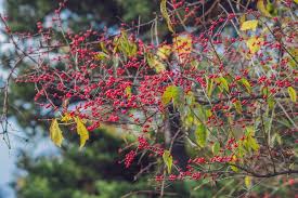 Attēlu rezultāti vaicājumam “Lonicera xylosteum fruit”