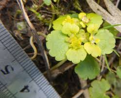 Attēlu rezultāti vaicājumam “Chrysosplenium alternifolium leaf”