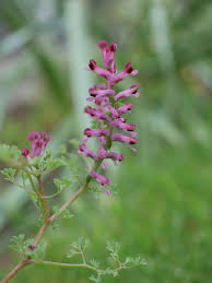 Attēlu rezultāti vaicājumam “Fumaria officinalis flower”