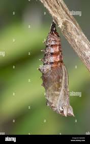 Attēlu rezultāti vaicājumam “Nymphalis pupa”