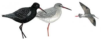 Image result for Tringa erythropus