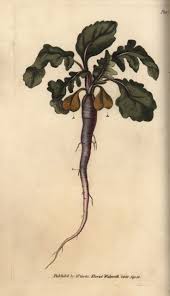 Attēlu rezultāti vaicājumam “Raphanus sativus”