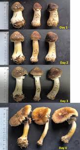 Attēlu rezultāti vaicājumam “Cribraria martinii spores”