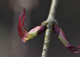 Attēlu rezultāti vaicājumam “Cercidiphyllum japonicum flower”