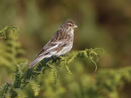 Image result for twite photo