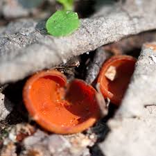 Attēlu rezultāti vaicājumam “Melastiza chateri”