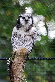 Image result for Surnia ulula