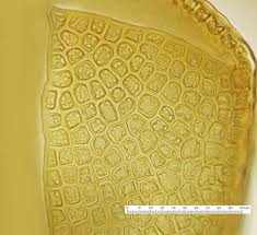 Attēlu rezultāti vaicājumam “Anastrophyllum minutum”