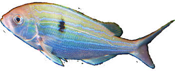 Image result for Polysteganus undulosus