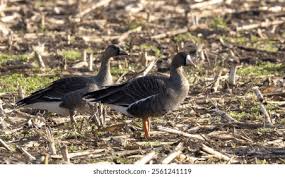 Attēlu rezultāti vaicājumam “Anser albifrons adult”