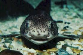 Image result for Scyliorhinus canicula