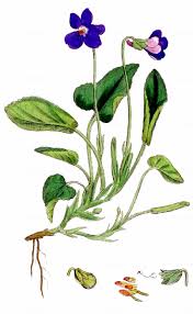 Attēlu rezultāti vaicājumam “Viola hirta”