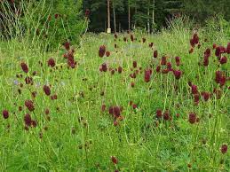 Image result for Sanguisorba officinalis