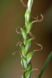 Attēlu rezultāti vaicājumam “Carex sylvatica leaf”