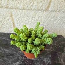 Image result for Mehikasvi