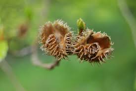 Attēlu rezultāti vaicājumam “Fagus sylvatica fruit”