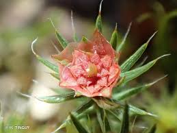 Attēlu rezultāti vaicājumam “Polytrichum piliferum”