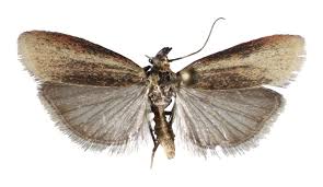 Attēlu rezultāti vaicājumam “Gelechia jakovlevi”