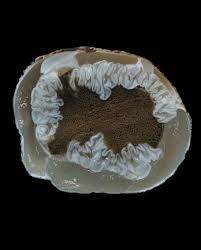 Attēlu rezultāti vaicājumam “Bryum pallescens sporophyte”