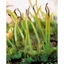 Attēlu rezultāti vaicājumam “Phaeoceros laevis subsp. carolinianus”