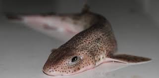 Image result for Scyliorhinus canicula