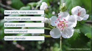 Attēlu rezultāti vaicājumam “Rosaceae”