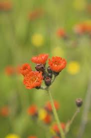 Image result for Hieracium aurantiacum