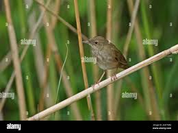 Image result for Locustella fluviatilis