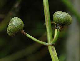 Attēlu rezultāti vaicājumam “Sagittaria sagittifolia fruit”