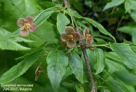 Attēlu rezultāti vaicājumam “Euonymus verrucosus”