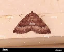 Attēlu rezultāti vaicājumam “Larentia clavaria”