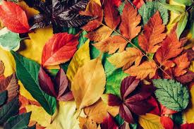 Attēlu rezultāti vaicājumam “leaf”