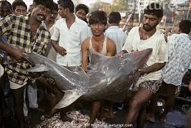 Image result for Rhynchobatus djiddensis