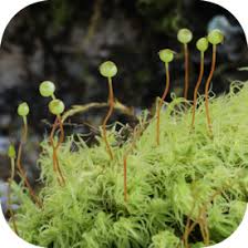 Attēlu rezultāti vaicājumam “Bartramia pomiformis”